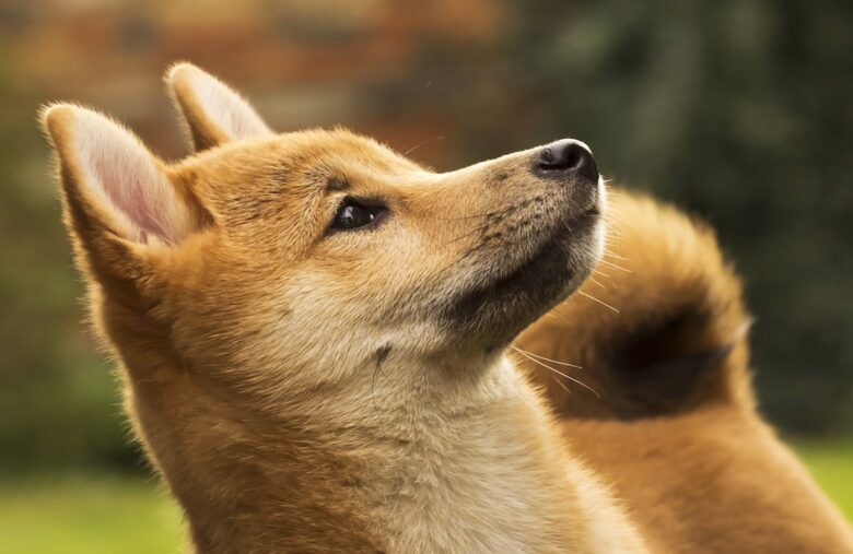 DOGE Mining Firm Z Squared To Go Public Through Merger