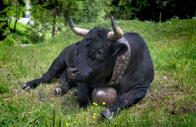 Bitcoin Enters Strongest Accumulation Phase Since January as BTC Price Passes $110K