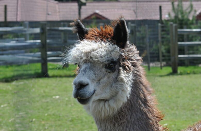 Alpaca Finance, Once a DeFi Giant on BNB Chain, Will Shut Down