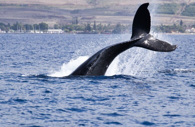 Crypto’s Most Watched Whale Gets Fully Liquidated After Placing Billions in Risky Bets