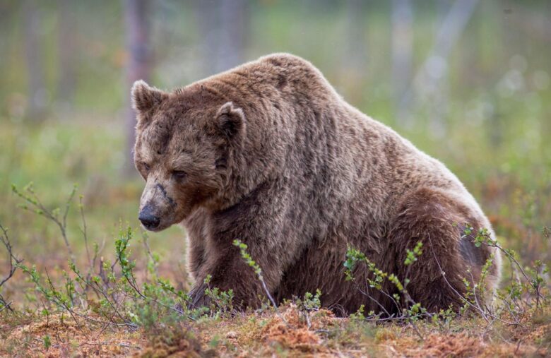 Ether Bears Are Done and That’s Fueling ETH’s Surge, Crypto Benchmark Issuer Says