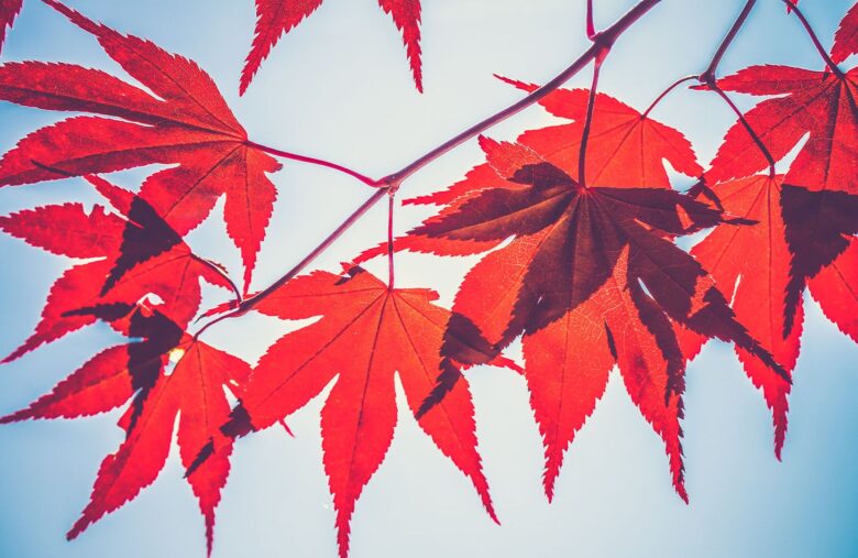 Crypto Lender Maple Partners with Liquid Staking Specialist Lido Finance