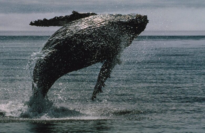XRP Hits 12-Year Milestone With Over 2,700 Whales, Holding Over 1M XRP, Onchain Data Show
