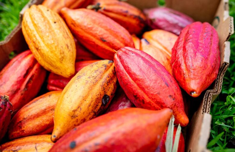 Agri-Tech Firm Dimitra Partners With MANTRA to Bring Cacao, Carbon Credits onto the Blockchain